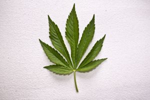 1206038_dutch_weed-2_jpg.jpg