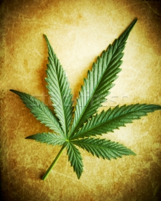 180760_stock-photo-cannabis-leaf-on-grunge-background-shallow-dof.jpg