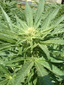 1marijuana-plant-52691-m.jpg