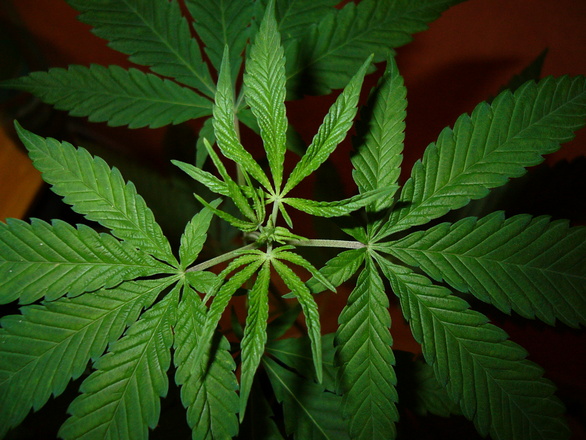 cannabis-1401124.jpg