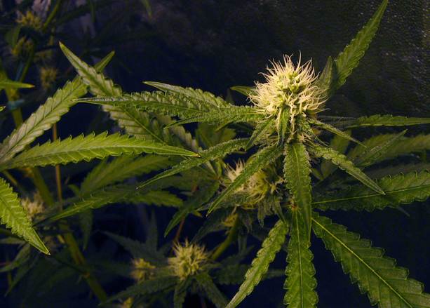 cannabis-flowers-hydroponics-indoors-1318141.jpg
