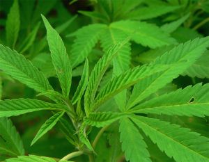 cannabis-sativa-354251-m.jpg