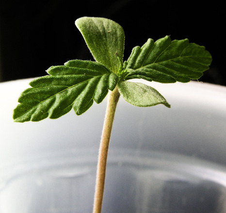 cannabis-sativa-sprout-9-days-old-1502559.jpg