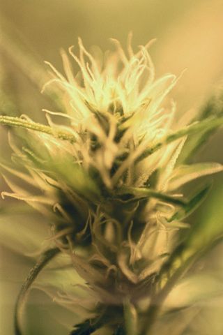 cannabisflower.jpg