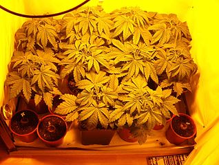 cannabisgrowing.jpg