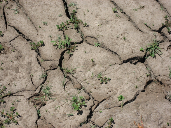 drought-1183623.jpg