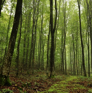 forest.jpg