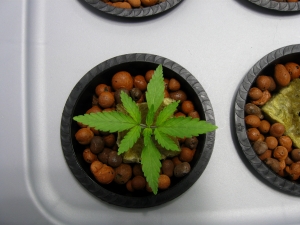 hydroponiccannabisseedling.jpg