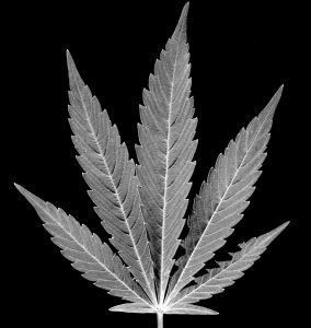 ir-hemp-leaf-866036-m.jpg