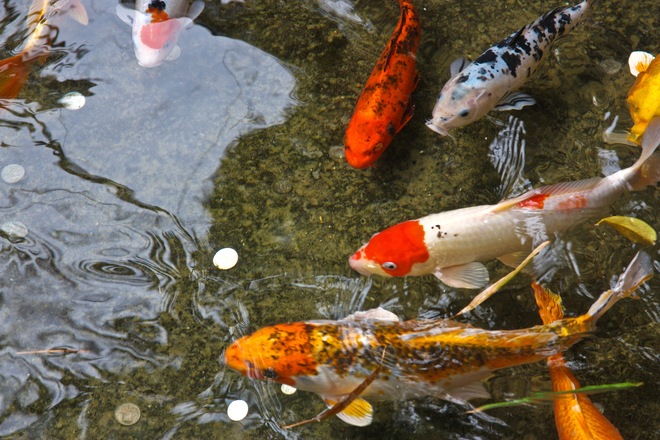 koi-carp-1623287.jpg