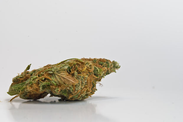 Thumbnail image for marijuana.jpg