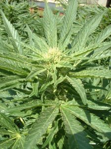 marijuanaplant.jpg