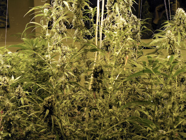 marijuanaplant1.jpg