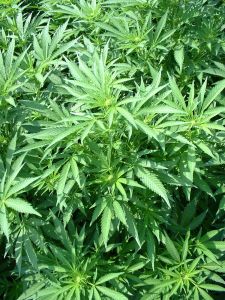 marijuanaplantsgrowingoutdoors.jpg
