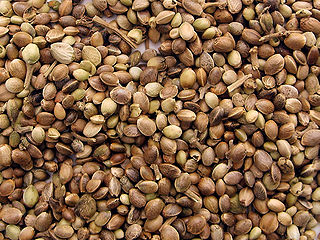 marijuanaseeds.jpg