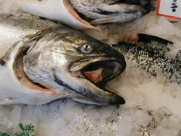 salmon-on-ice-1549374.jpg