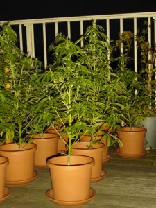 marijuanaplants