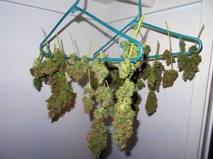 Orange County recreational marijuana