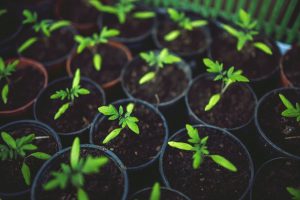 cannabis farmer attorney