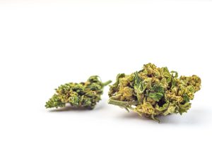 California cannabis employment lawyer